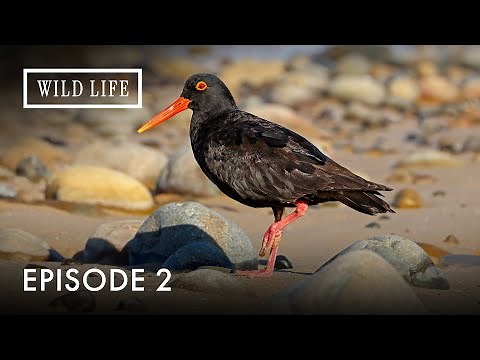 The Edge of Life on the African Coast | Two Oceans | Episode 2