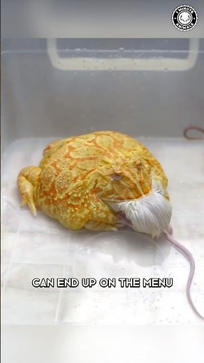 Pacman Frog 🐸 The GIANT Mouth Frog!