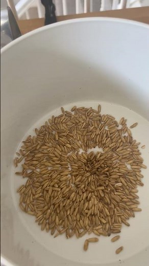 Making rolled oats from oat groats. Oatmeal for breakfast