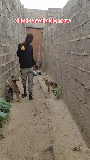 Maidawa Wildlife Encounters: Discovering the Beauty of Nigerian Animals