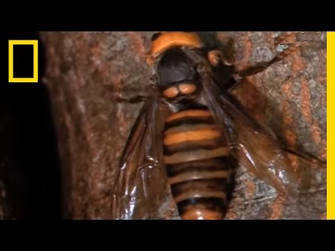 Hornets from Hell | National Geographic