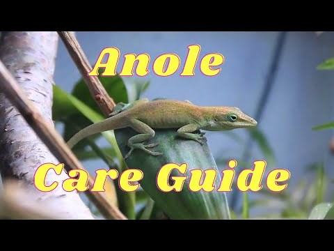Everything you need to know about anole lizard care