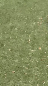 5.6K views · 102 reactions | Adopted! Meet RAQUELLE! Raquelle (ID:...