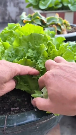 Harvesting fresh lettuce by hand from container garden