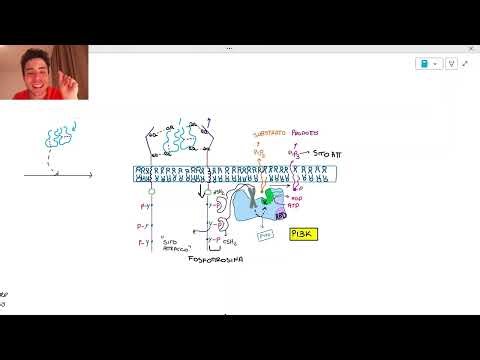 La via di PI3K-AKT: dai meccanismi molecolari alla deregolazione