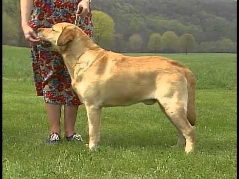 Labrador Retriever - AKC Dog Breed Series