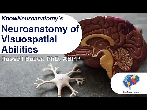 The Neuroanatomy of Visuospatial Abilities