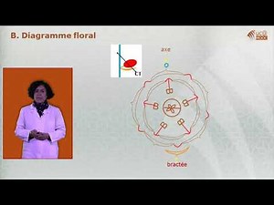 III. Formule et diagramme floraux