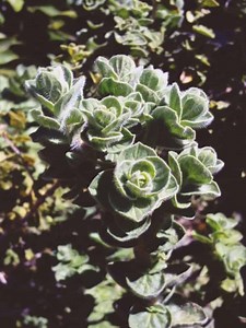 10 Ways To Use Marjoram Essential Oil