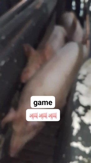 game🐖🐖 | Jerry Rodeo