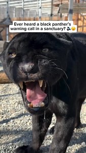 100K views · 4.6K reactions | A black jaguar, often called a black...