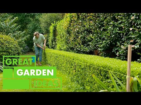 How to trim a hedge | GARDEN | Great Home Ideas