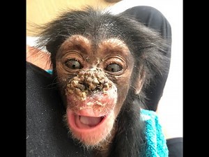 Newborn Chimp Orphan Rescued By Air