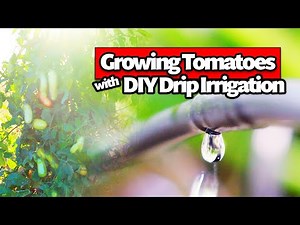 Growing Tomatoes with Drip Irrigation