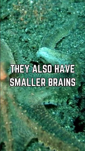 🧠 Octopus Intelligence: Discover Their Many Brains! 🐙