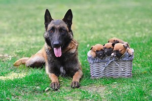 How Much Does a Belgian Malinois Cost? (2025 Price Guide)