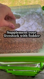 118K views · 1.2K reactions | How to grow fodder: day 1, soak your...