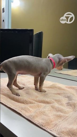 San Francisco SPCA brings Macy's Holiday Windows pet displays to website