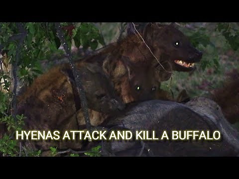Hyenas attack and kill adult buffalo in Moremi, Botswana