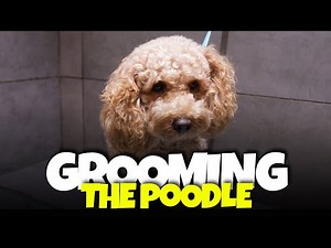 How to Groom Your Poodle Like a Pro | Complete Grooming Tutorial