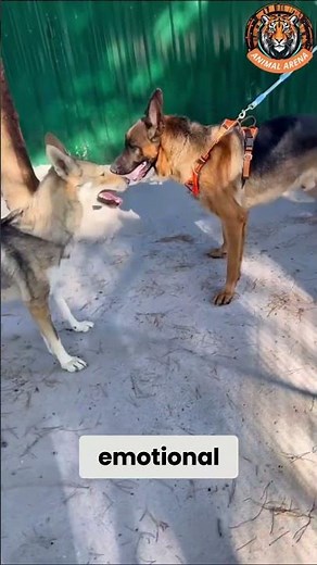 Alpha Wolf vs German Shepherd! Calmness of a True Leader! 🐺🔥