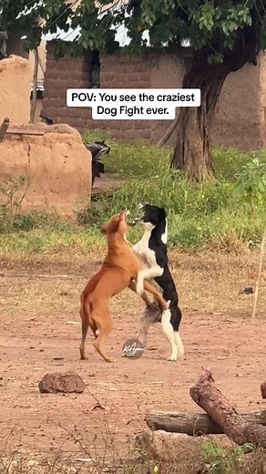 Craziest Dog Fight Ever | What Were They Fighting About?