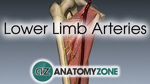 Lower Limb Arteries - 3D Models, Video Tutorials & Notes | AnatomyZone