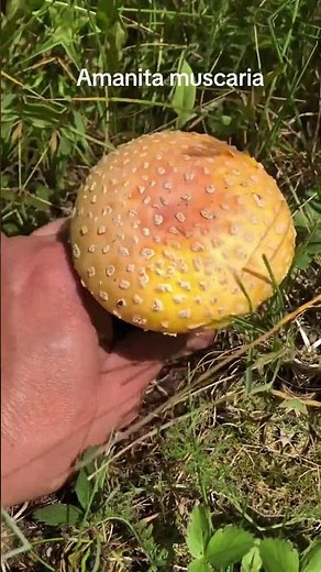 Stunning Yellow Amanita Muscaria Mushroom Discovery#AmanitaMuscaria