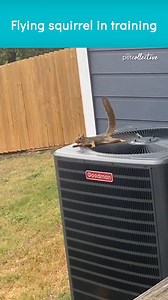 His flying squirrel training is paying off! (VIA-Seth B) | The Pet Collective
