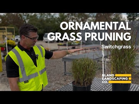 ORNAMENTAL GRASS PRUNING - SWITCHGRASS