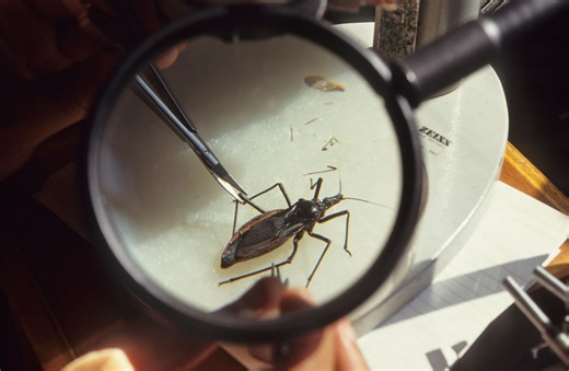 'Assassin' kissing bug with deadly disease seen in NJ: What to know