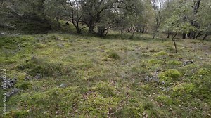 Aerial drone footage flying backwards through a forest of silver birch (Betula pendula) trees, tilting to reveal a green woodland of leaves moss and lichens - Muir of Dinnet Nature Reserve Scotland