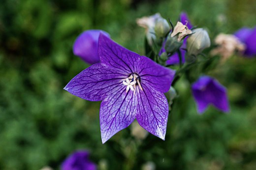 How to Grow and Care for Balloon Flowers