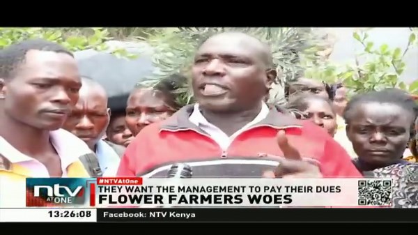 21 reactions · 3 comments | Flower Farm Woes: More than 150 workers from Desire flower in Isinya Sub county have taken to the streets following what they termed as an unfair termination. The workers say the management has also failed to give them their dues. #NTVAtOne | NTV Kenya | Facebook