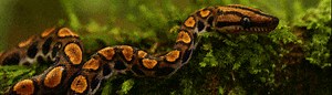 Amazon Rainforest Snakes
