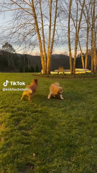 Peter, Mitch, Theo, and Beau are enjoying their Saturday together! 🐾😂 #theboys