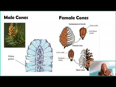 Seed Plants: Gymnosperms