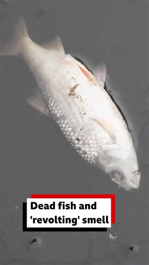 33K views · 177 reactions | East Grinstead residents say a "total lack of care and maintenance" of a pond caused scores of fish to be washed up dead in the water. Read the full story here: https://bbc.in/4l9wtBk | BBC Sussex | Facebook