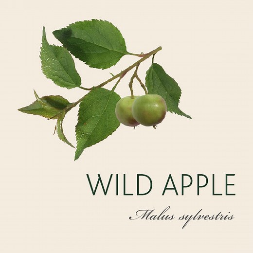 Apple Tree Meaning | Tree Symbolism | The Present Tree