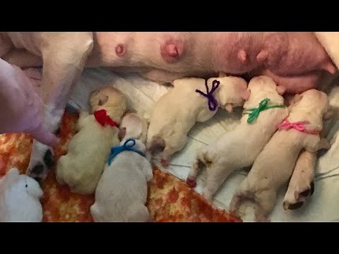 Successful Dog Mating