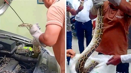 5-foot-long python found in car engine triggers panic among locals