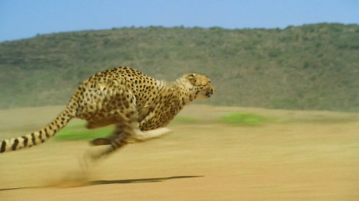 How Fast Can a Cheetah Run?