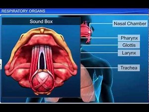 CBSE Class 11 Biology || Respiratory Organs