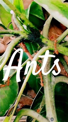 How does ant work together #travelwithishak #ants #antseating #antsgomarching #antsbattle #antslife