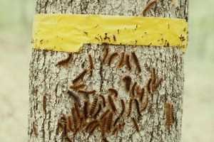 Gypsy moth caterpillars once again attacking trees in Michigan