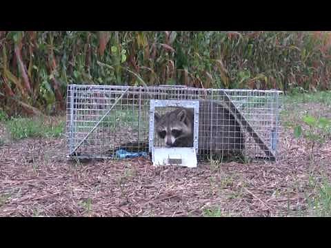 How to Use the Havahart® Safe Release Animal Trap
