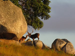 Javan Rusa Free-range Hunting Australia