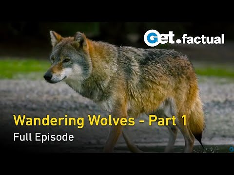 Wandering Wolves - Nature Documentary, Part 1