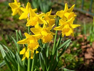 What to Do When Daffodils Stop Blooming: Keep It Growing Well!