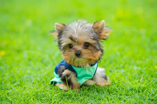 How Much Does a Teacup Yorkie Cost? (2025 Price Guide)